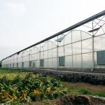 Multi Span Film Greenhouse Structure Commercial Frames Large Plants Growing