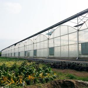Quality Multi Span Film Greenhouse Structure Commercial Frames Large Plants Growing wholesale