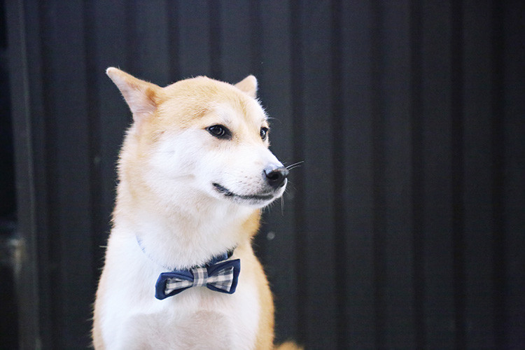 0.6 Inch Black And White Nylon Dog Collars And Bow Tie Dog Boy Girl
