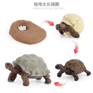 Quality Tortoise Life Cycle Figure Model Toy For Boys Girls Kids wholesale