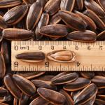 Snacks Factory Process caramel flavor Caramel Boiled Salted Roasted Sunflower
