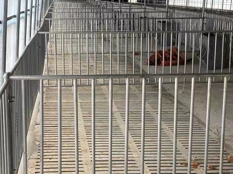 Sow Cages Livestock Farm Equipment Gilt Sow Gestation Stalls