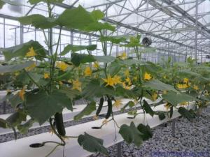 Quality Section 4m Commercial Hydroponic Greenhouse For Lettuce / Cucumber / Tomato wholesale