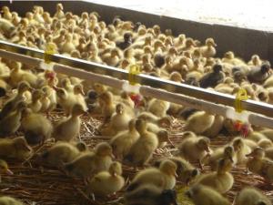 Quality chicken breeding machine wholesale