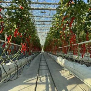 Quality 6x10 6ft X 4ft Intelligent Commercial Agricultural Glass Greenhouse For Flowers Potatoes Peppers wholesale