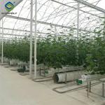 Vegetable Growing Multispan Tomato Greenhouse Custom Large Size