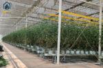 Agriculture Tomato Tunnel Greenhouse Multi Span Horticulture Tropical Greenhouse