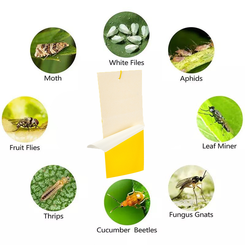 Indoor Outdoor FLY Trap Sticky Paper for Effective and Safe Pest Control