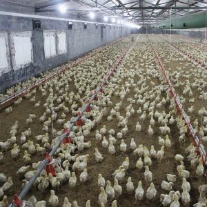 Quality Automatic Poultry Feeding Broiler Equipment Chicken Floor Ground System 1.1KW wholesale