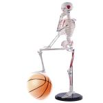 Disarticulated Medical Teaching 85cm Skeleton Anatomy Model Full Size