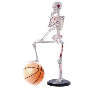 Quality Disarticulated Medical Teaching 85cm Skeleton Anatomy Model Full Size wholesale