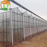 3m Height Large Glass Greenhouse for Tomato Planting in Skeleton Design