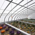 Full Payment Juxiang prime s Illuminate Sunlight Greenhouse for Tomato Film