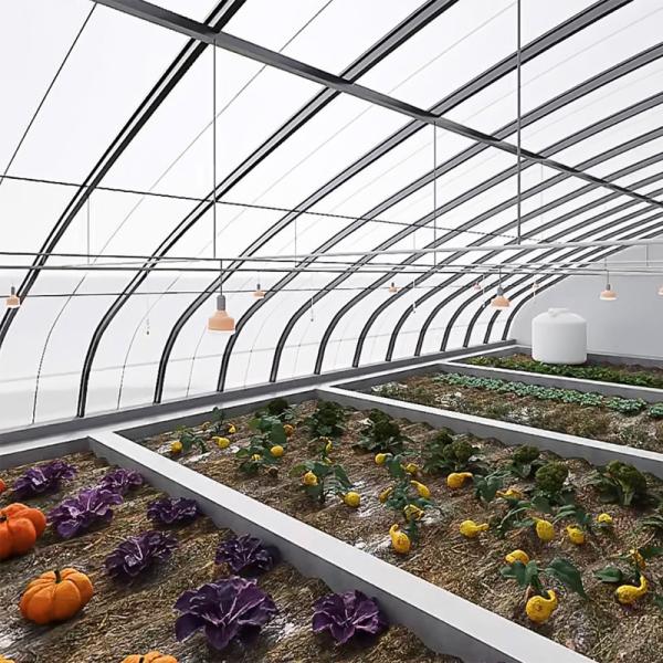 Full Payment Juxiang prime s Illuminate Sunlight Greenhouse for Tomato Film