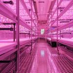 3 Layer 600*1500mm Indoor Vertical Farms Hydroponic Growing Racks For Herbs