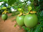 Manufacturer supply Natural 4% Flavones Passion Flower Extract
