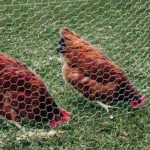 China 12M PVC Galvanized Hexagonal Wire Netting mesh For Poultry Farm on sale