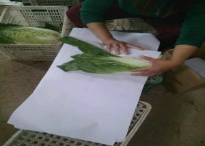 Quality Cold Tolerant Chinese Flat Cabbage Low Calories Lower Blood Pressure wholesale