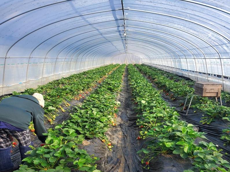 Single Span Tunnel Film Greenhouse