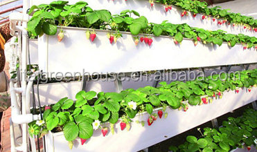 Customized Size Film Covered Poultry Farm Greenhouse Length 30-100m with Film Cover