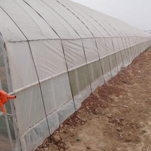 Quality Single-Span Agricultural Mini Greenhouse for Vegetables Easily Assembled wholesale