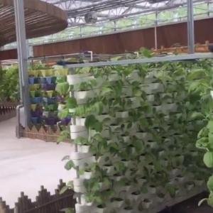 Quality Commercial Aquaponic Aquarium System Prefabricated PO Greenhouses for Vegetables wholesale