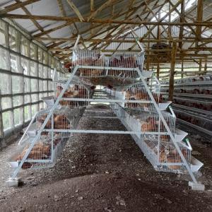 Quality Layer Chicken Cage Poultry Farming Equipment 96 Birds 120 Birds wholesale