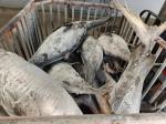 HACCP Approved 10 - 20KG Frozen Yellowfin Tuna WR