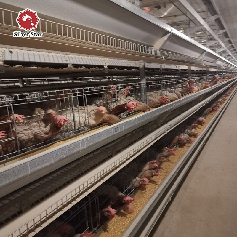 Layer Chicken Egg Cage Battery Cages For Farm 3 Tiers 4 Tiers
