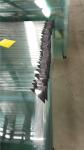 CE SGCC Certificate Building Tempered Glass Walls Minimize Sound Leakage