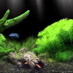 Wood Aquarium Decoration Items
