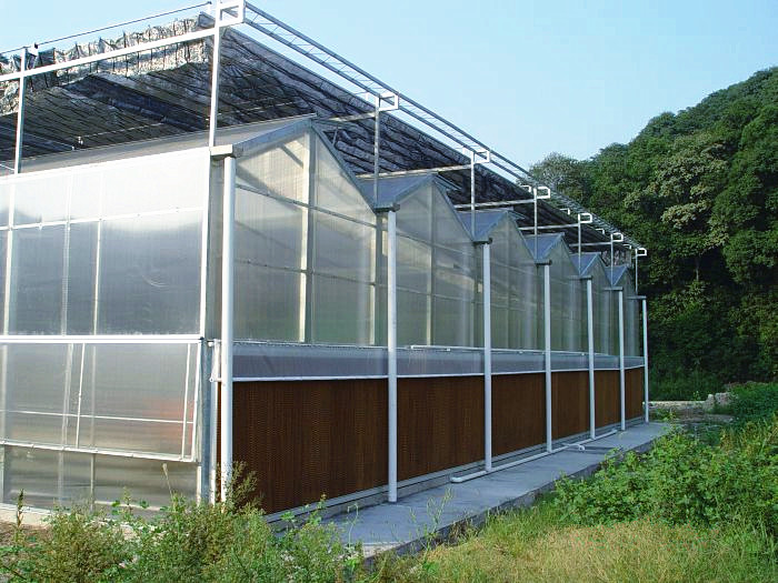 Wind Load 120KM/H PC Sheet Greenhouse With A Type Strawberry Hydroponic Rack