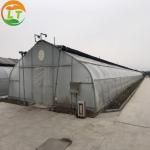 Blackout Greenhouse Hydroponic Growing Systems for Large Areas and Customizable