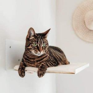 Quality Standard Cat Climbing Furniture with Black Powder Coated Pet Hammock and Pet Condo wholesale