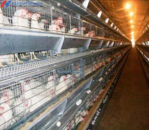 Quality Custom H Type Broiler Rearing Cage , Full Automatic Broiler Cage System wholesale