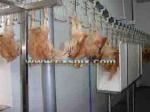 Stainless Steel Poultry Slaughtering Line 500 Bph Chicken Plucking Equipment