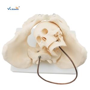 Quality Educational Anatomical Skeleton Model VIC-127 Birth Demonstration Model Medical wholesale