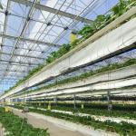 Customized Request for Drip Irrigation Glass Greenhouse Commercial Greenhouse