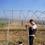 Flower Tunnel Plastic Greenhouse Vegetable Growing Single Span Greenhouse