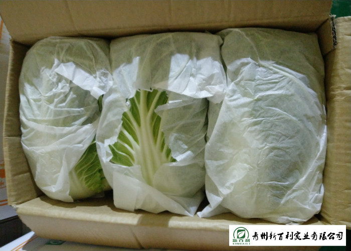 HACCP Chinese Celery Cabbage , Chinese Long Cabbage Suitable For Frying / Simmering