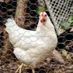 Galvanized Sheep Farm Fence Heat Treated Heavy Duty Fixed Knot Woven Wire Field