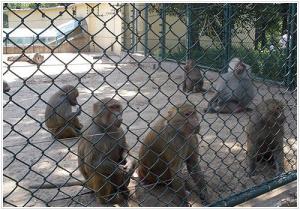 Quality PVC Coated Chain Link Fence wholesale