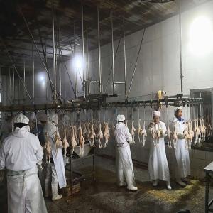 Quality 3000 Birds / H Poultry Slaughtering Equipment Chicken Slaughter Line 10000BPH wholesale