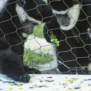 Quality 3mm Rope Wire Mesh For Zoo Protective Cages Garden Safety Outdoor Fence wholesale