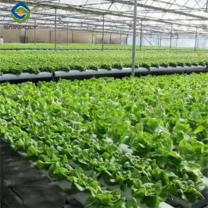 Quality Vertical Lettuce Greenhouse PC Sheet Greenhouse With Hydroponic System wholesale