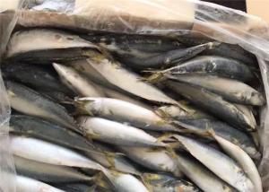 Quality BQF 60g 70g Whole Round High Protein Pacific Fresh Frozen Mackerel wholesale