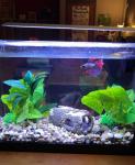 Eco Friendly Landscaping Glofish Tank Accessories
