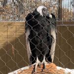 Diamond Flexible Stainless Steel Wire Rope Cable Mesh Zoo Mesh