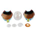 Medical Anatomy Model Plastic Simulation Human Eye Model For Ophthalmology