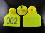 sell animal pig ear tag ,sheep ear tag,high51*with 43mm